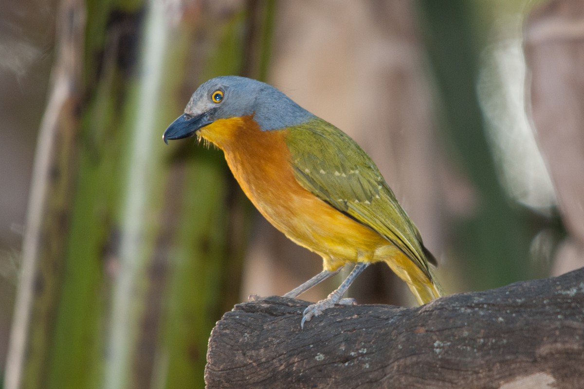 Gray-headed Bushshrike - ML617821350