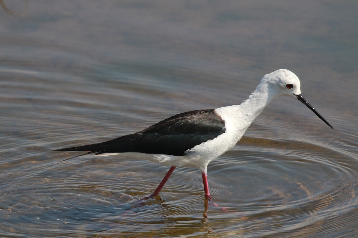 Black-winged Stilt - ML617821372