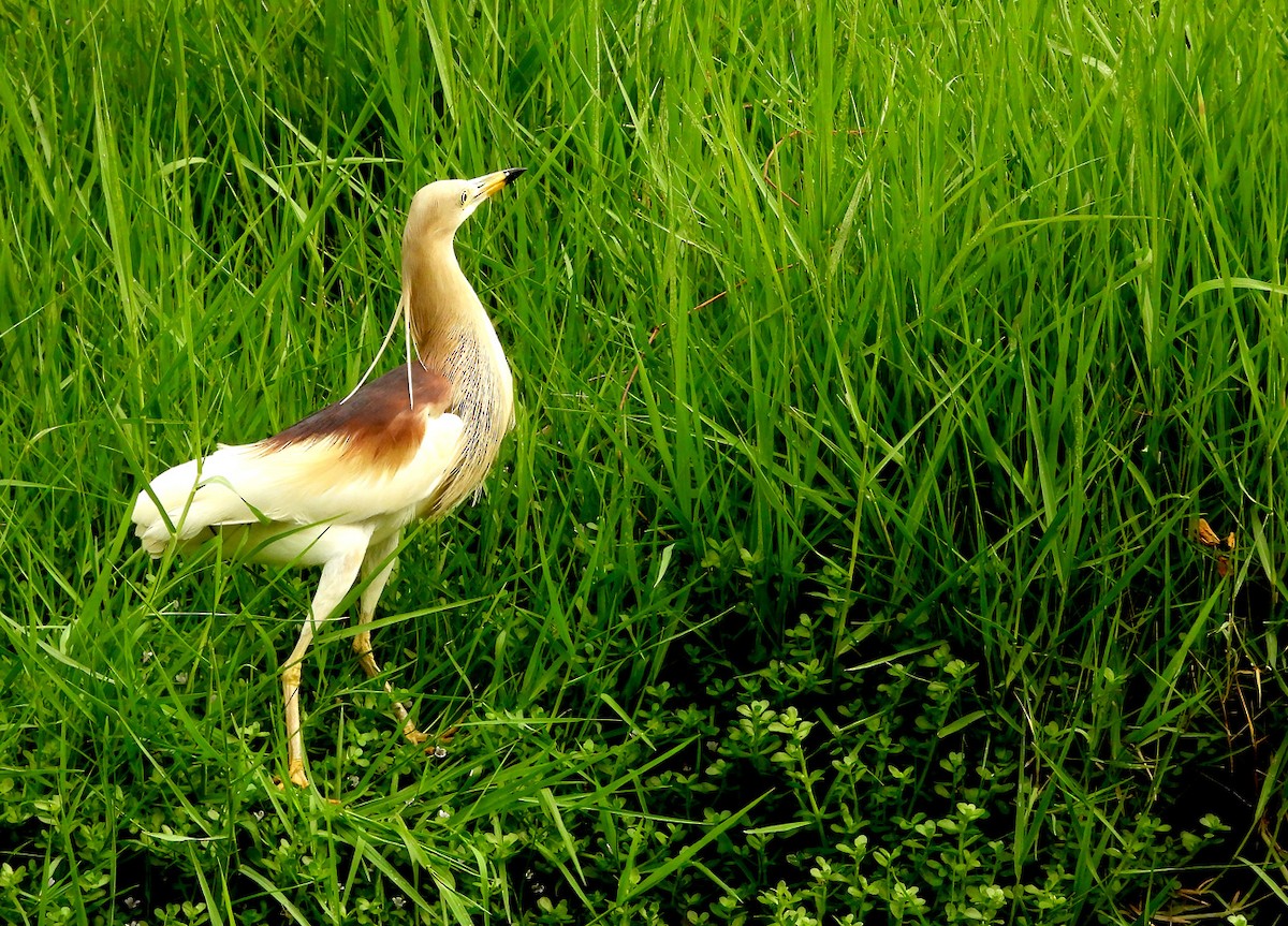 Indian Pond-Heron - ML617821446