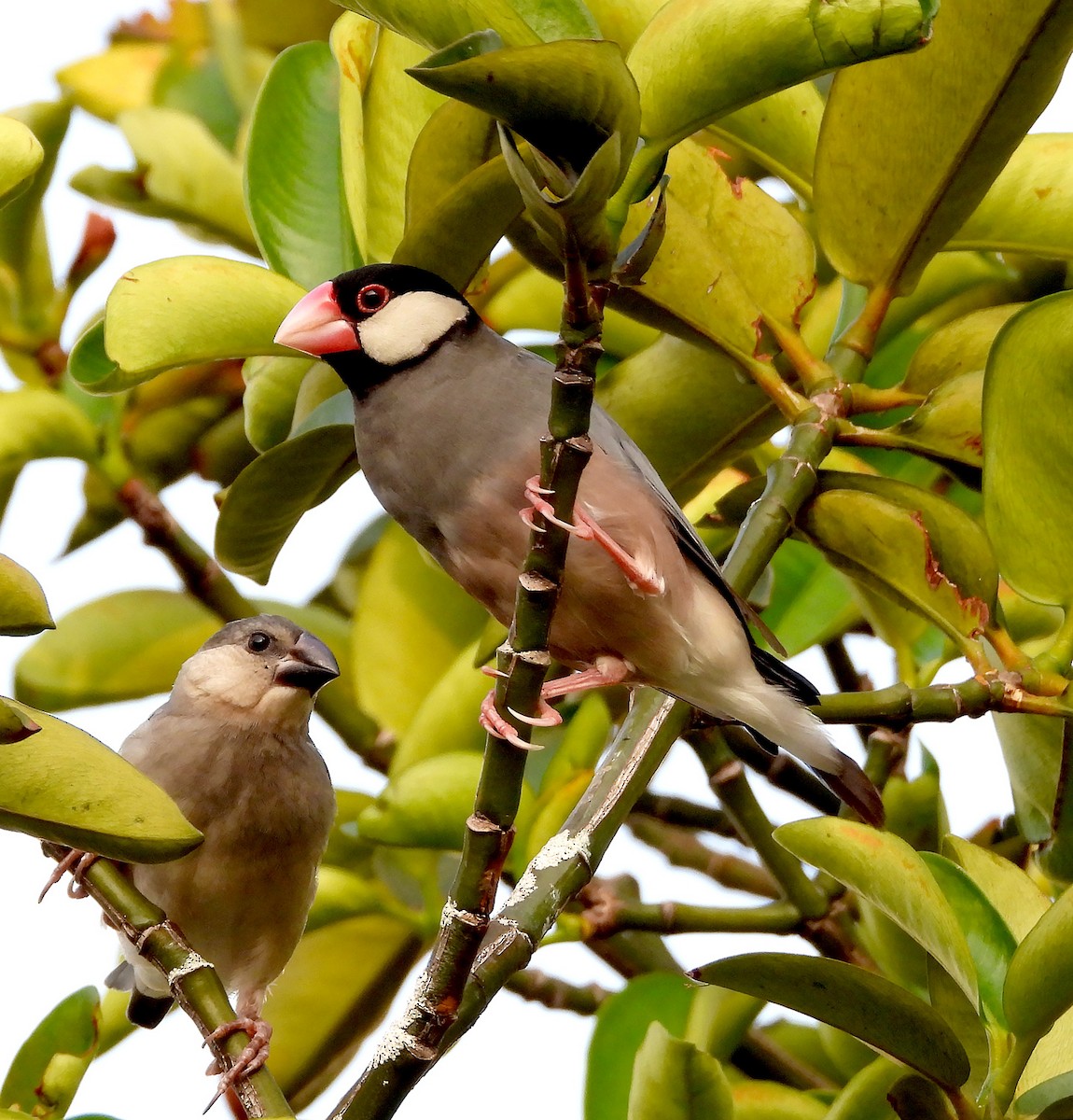 Java Sparrow - ML617821467