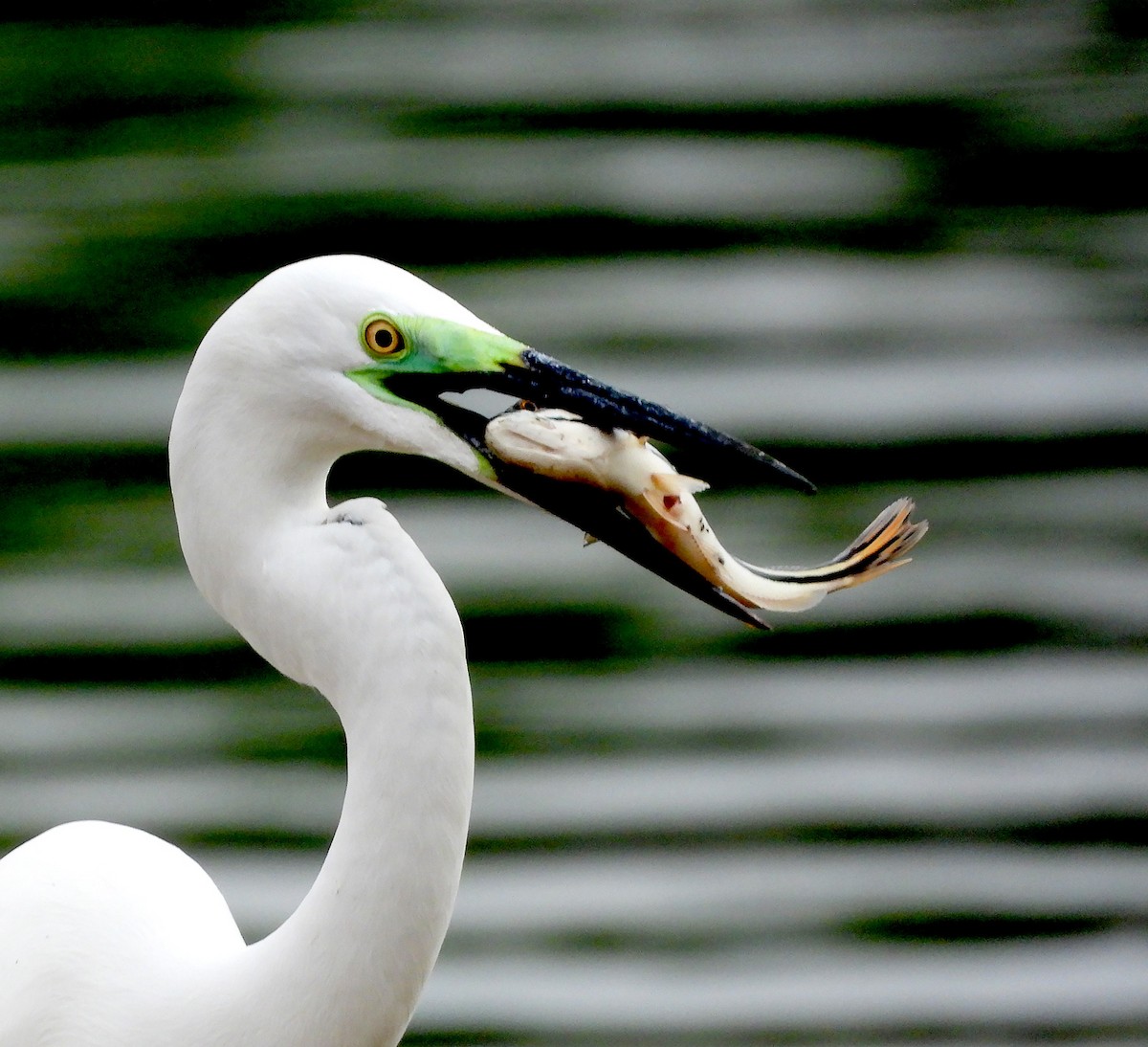 Great Egret - ML617821493