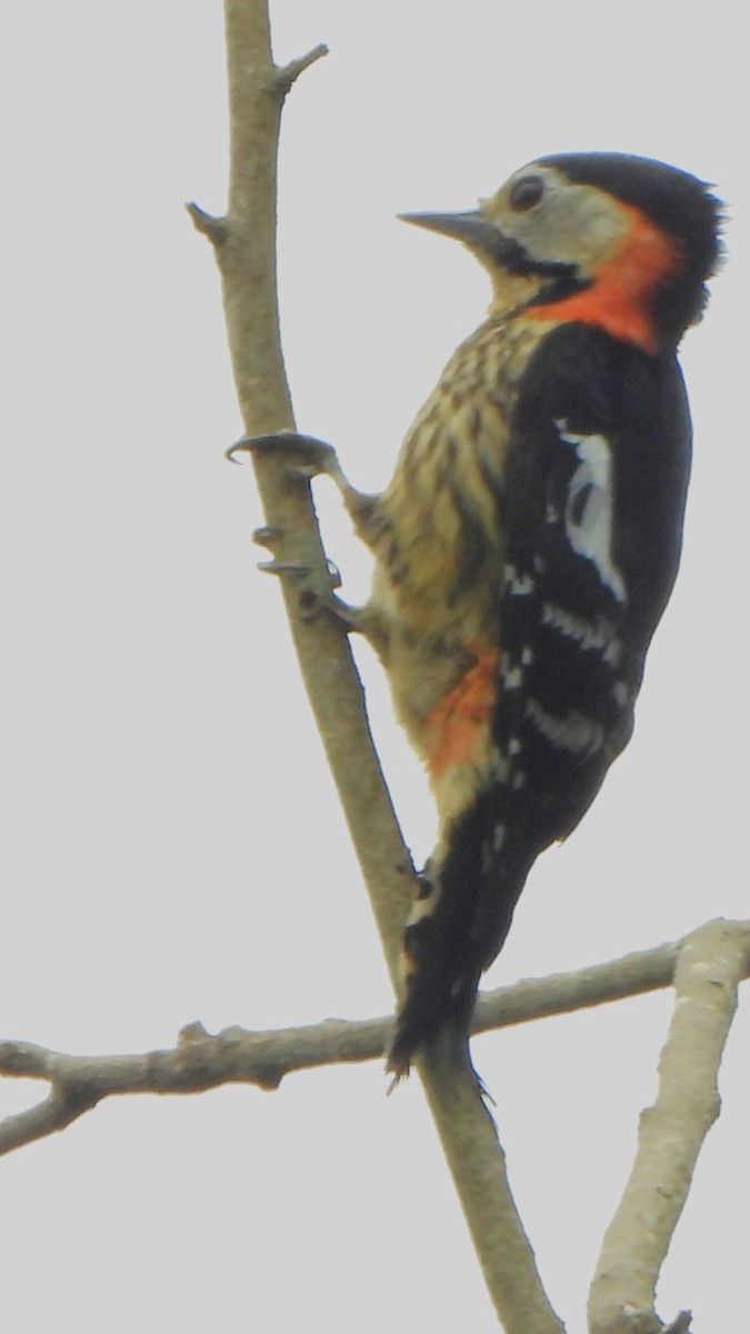 Crimson-naped Woodpecker - ML617821595