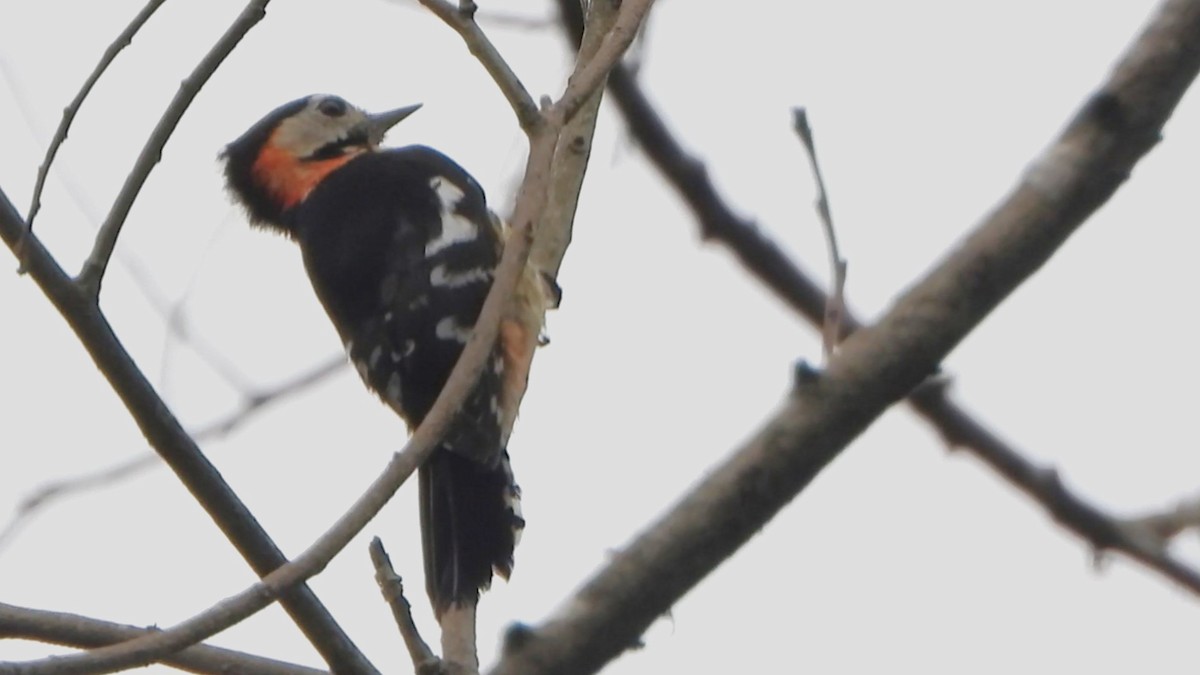 Crimson-naped Woodpecker - ML617821596