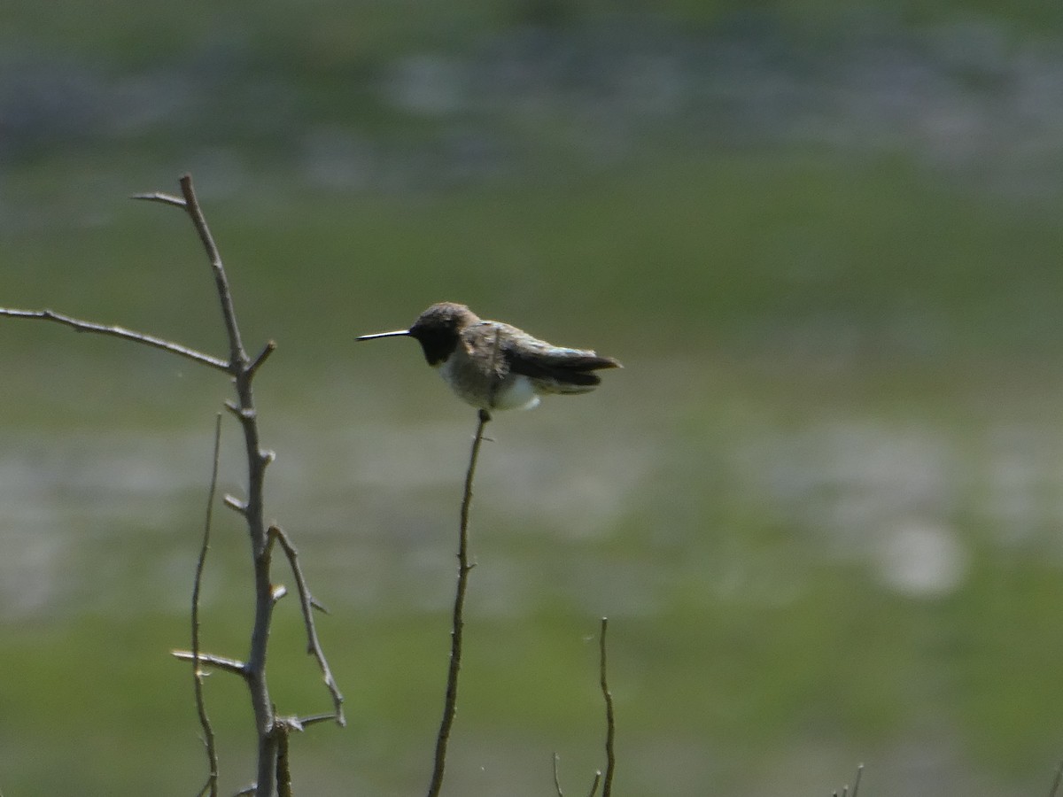 Colibrí Gorjirrubí - ML617821599