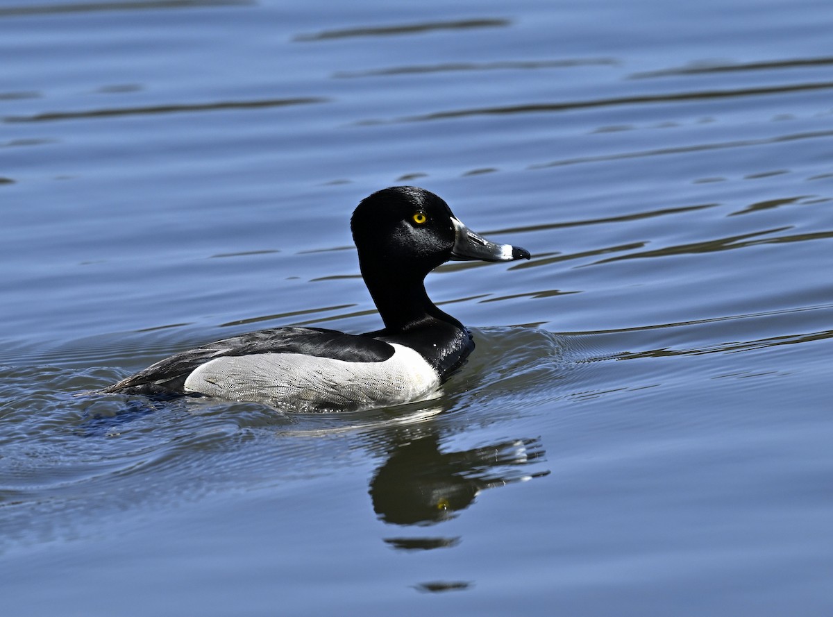 Ring-necked Duck - ML617821601