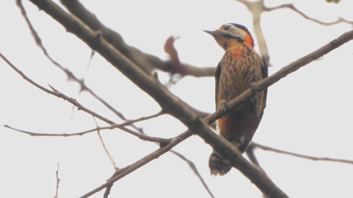 Crimson-naped Woodpecker - ML617821602
