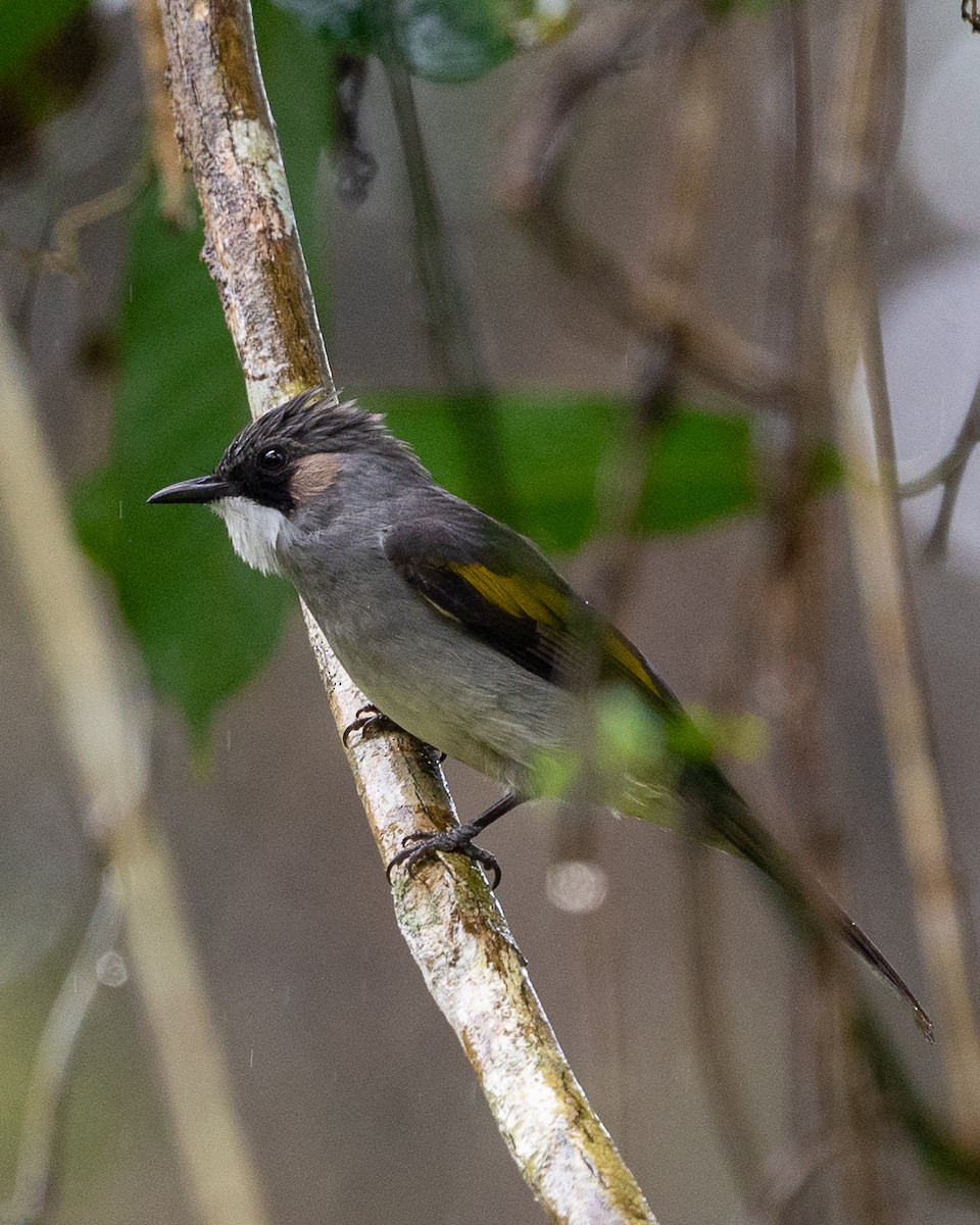 Bulbul à ailes vertes - ML617821607