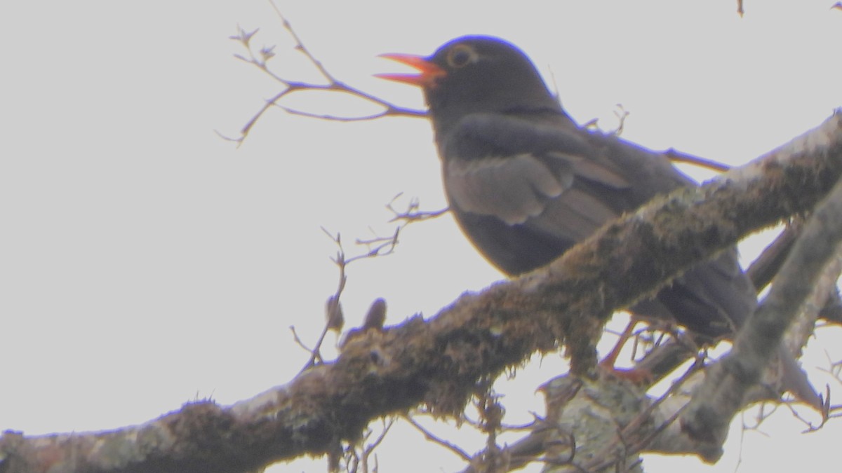 Gray-winged Blackbird - ML617821612