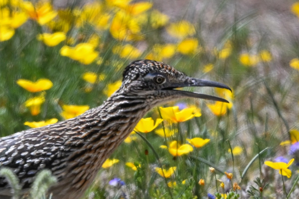 Greater Roadrunner - ML617821657