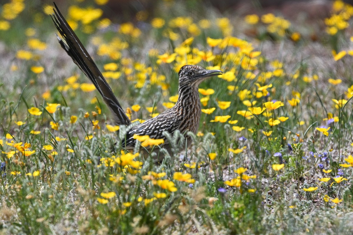 Greater Roadrunner - ML617821658