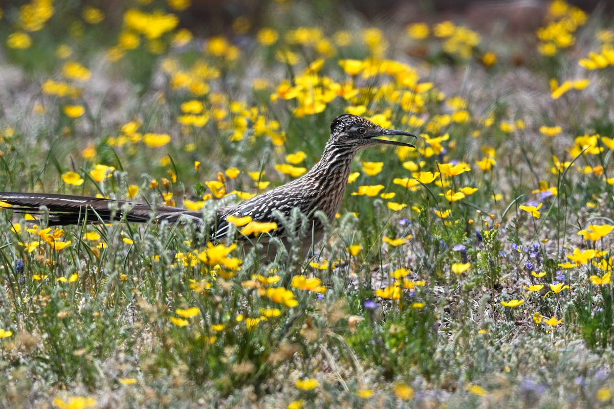 Greater Roadrunner - ML617821660