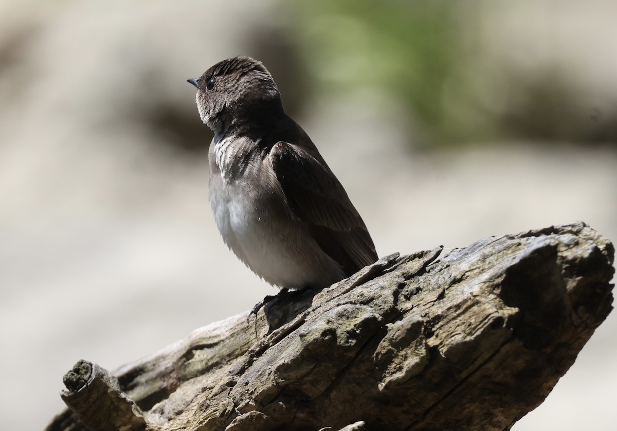 Northern Rough-winged Swallow - Michael Pogue