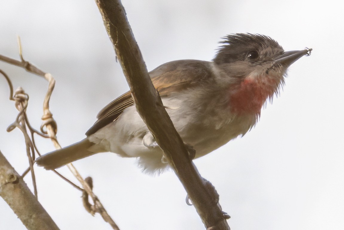 Rose-throated Becard - Scott Young