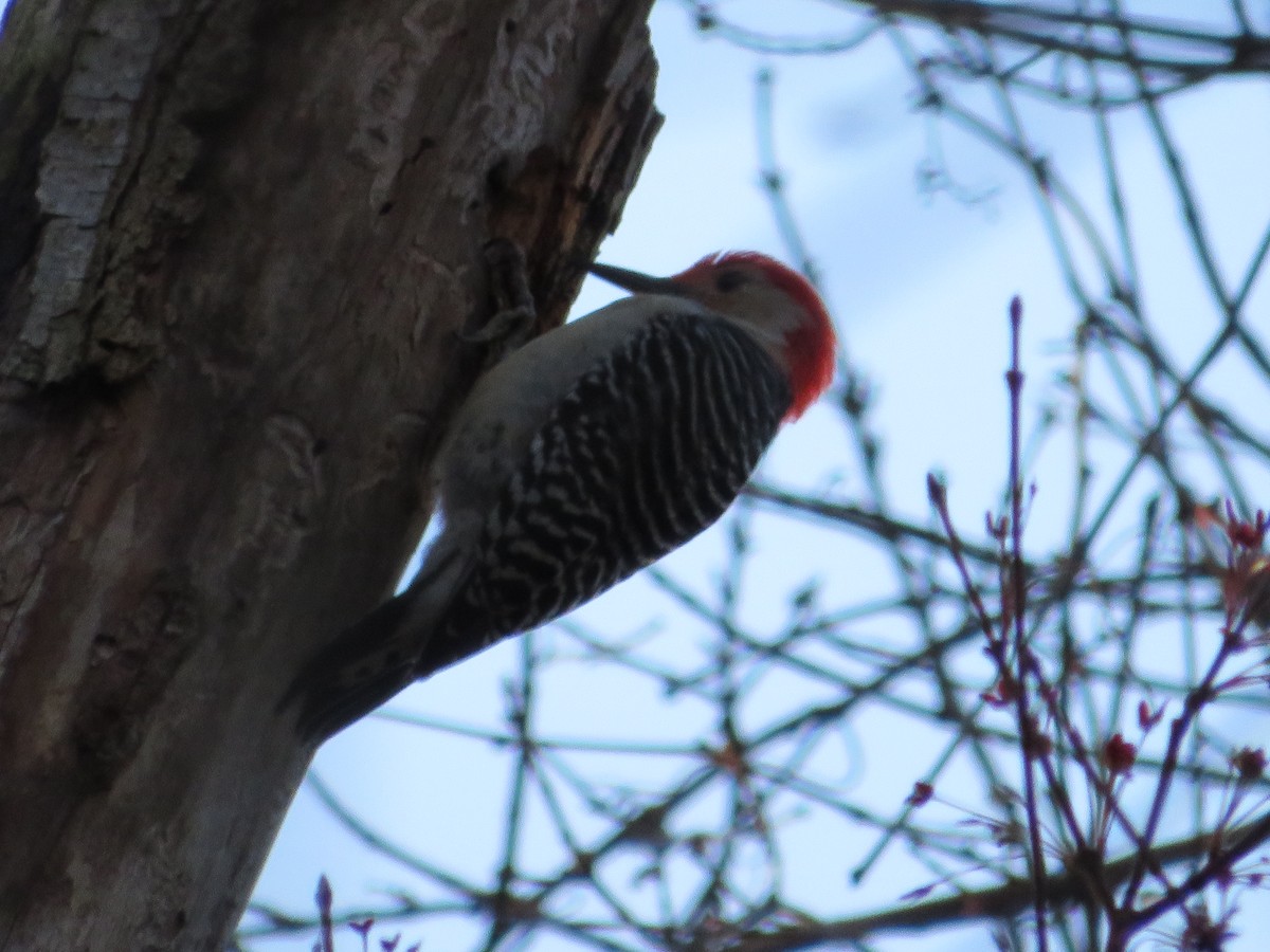 Red-bellied Woodpecker - ML617821765