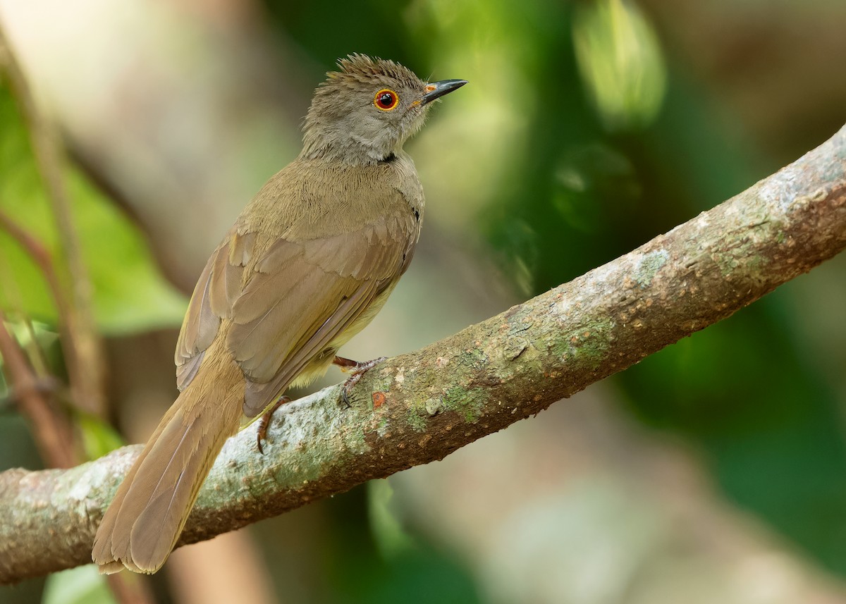 Spectacled Bulbul - Ayuwat Jearwattanakanok