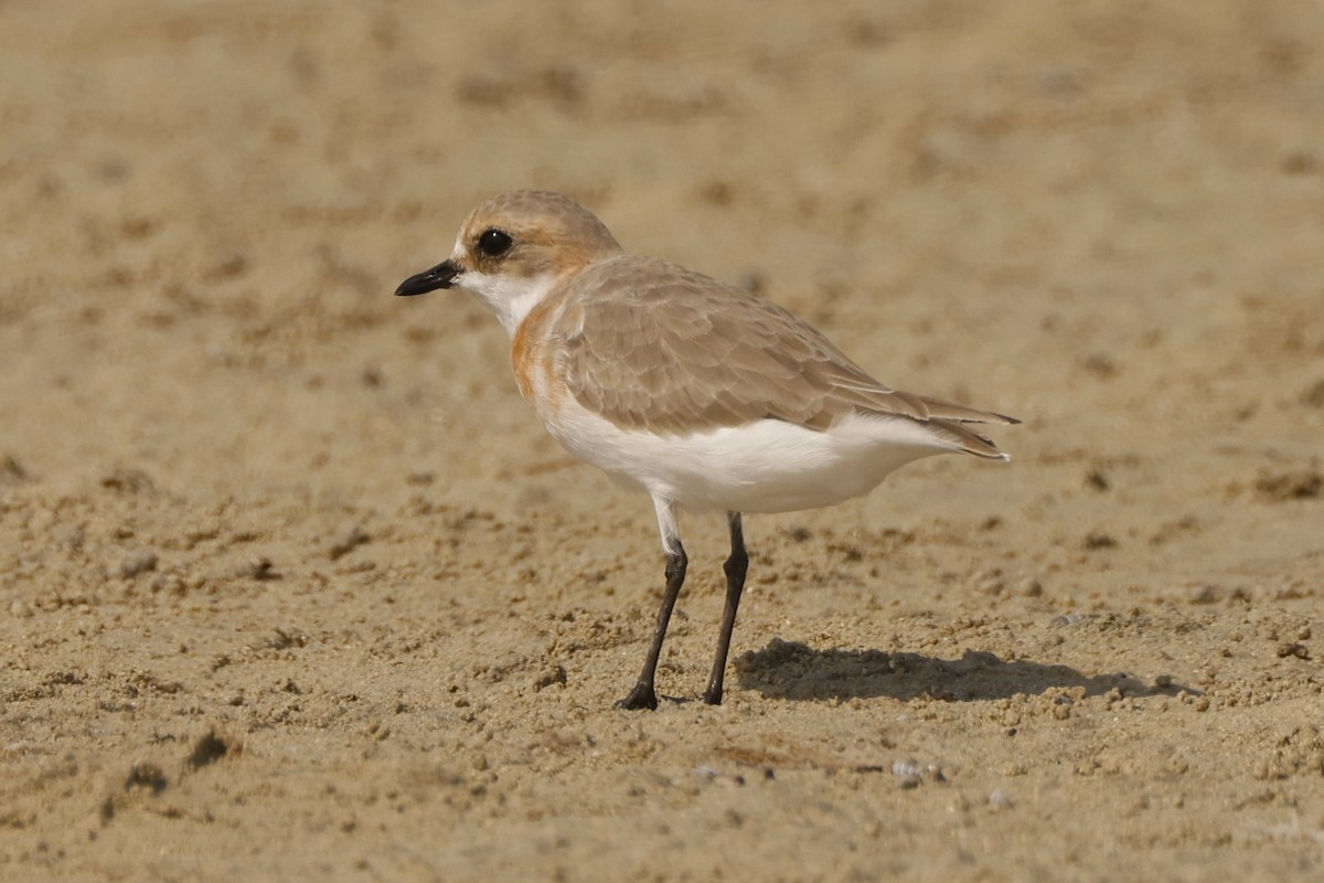 Tibetan Sand-Plover - John Mills