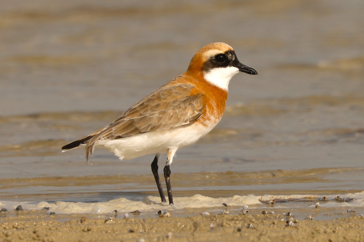 Tibetan Sand-Plover - John Mills