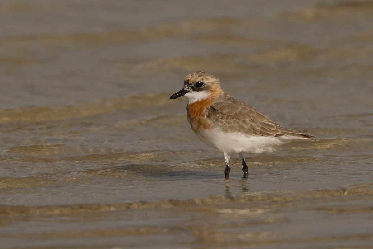 Tibetan Sand-Plover - John Mills