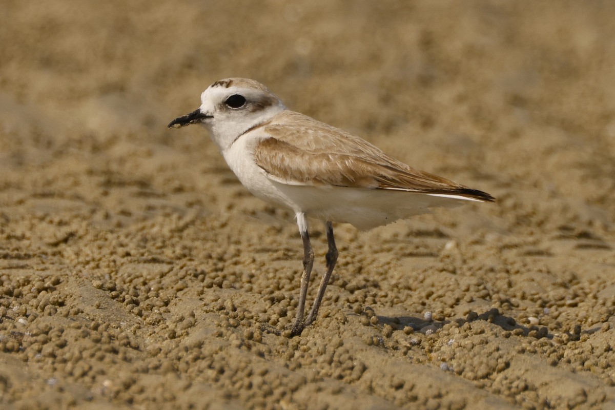 Kentish Plover - ML617821812