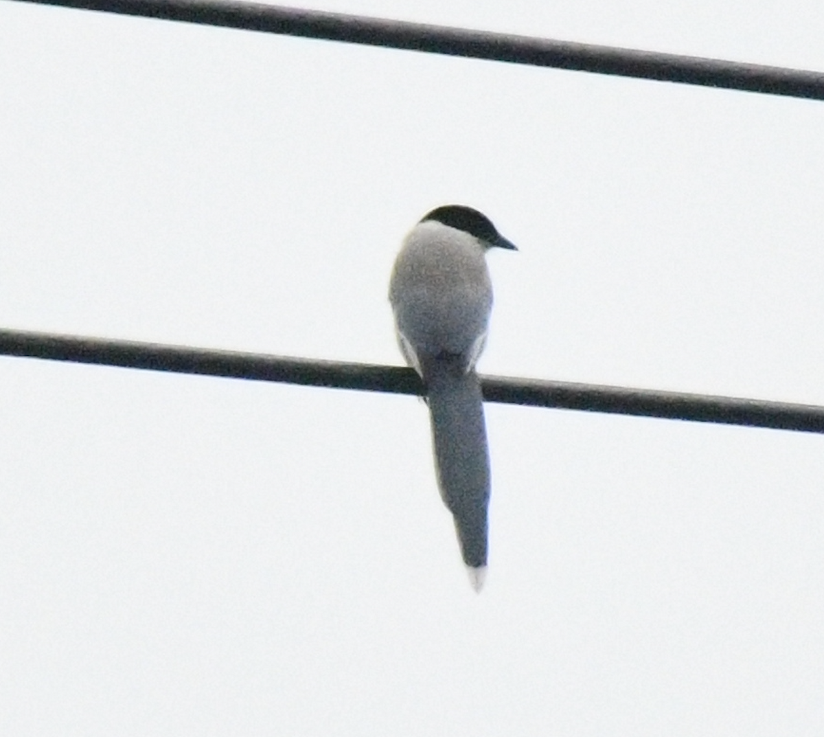 Цэнхэр шаазгай - ML617821835