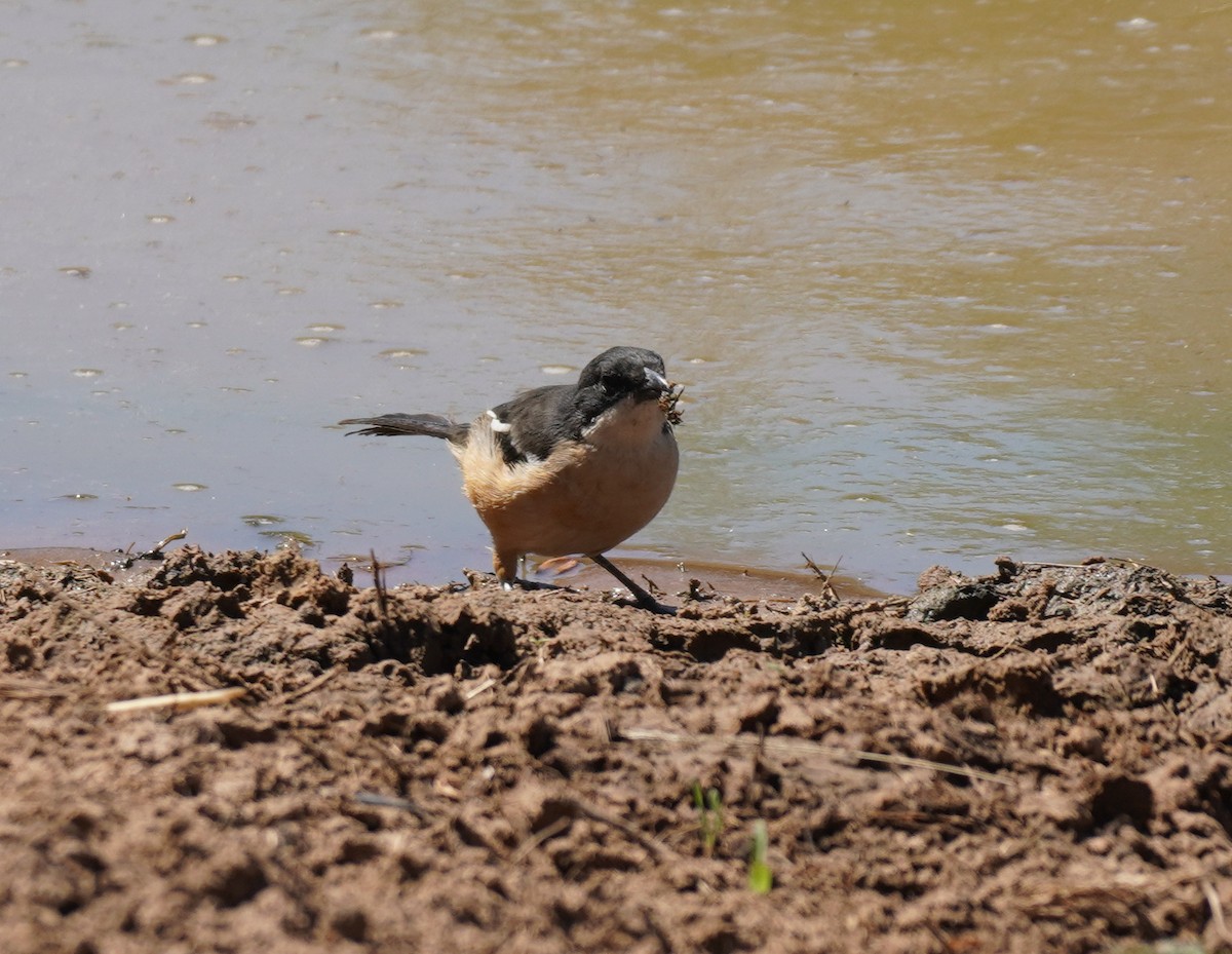 Southern Boubou - Sarah Foote