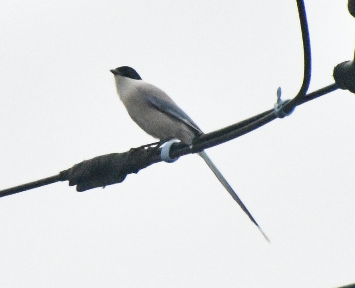 Цэнхэр шаазгай - ML617821851