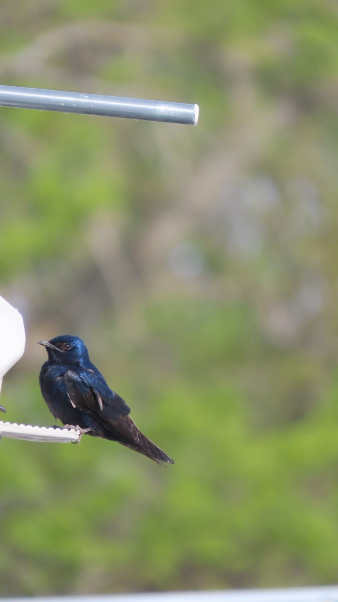 Purple Martin - ML617821855