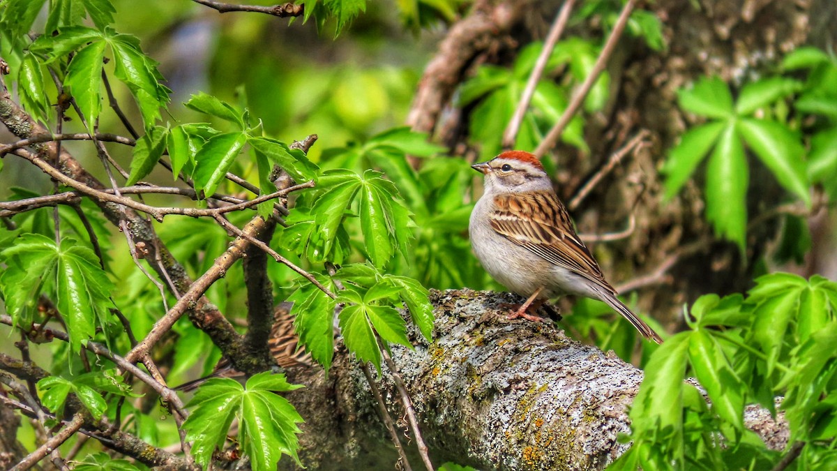 Chipping Sparrow - ML617821857