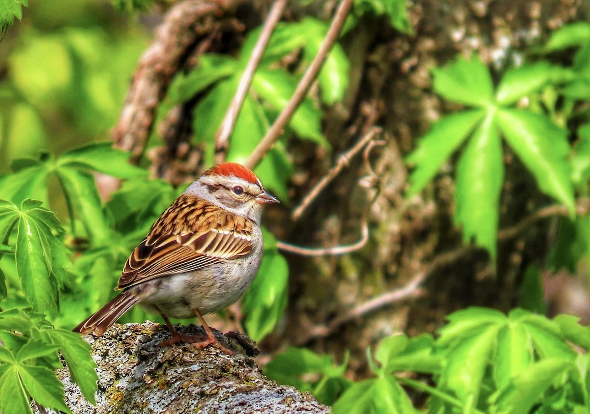 Chipping Sparrow - ML617821859