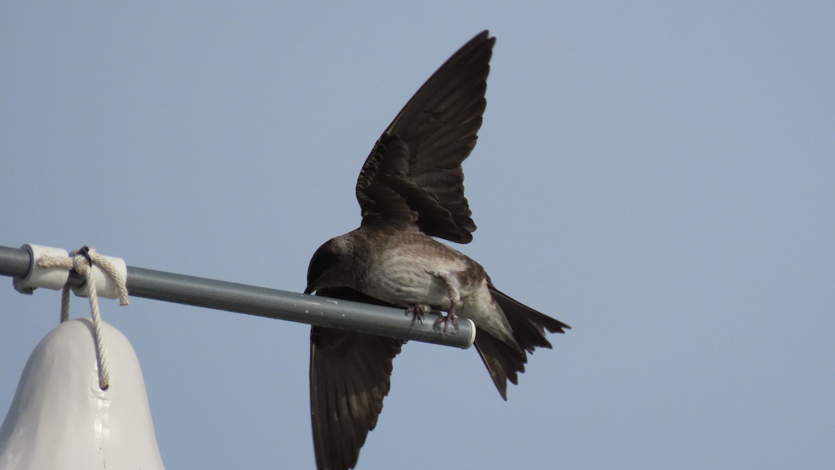 Purple Martin - ML617821860