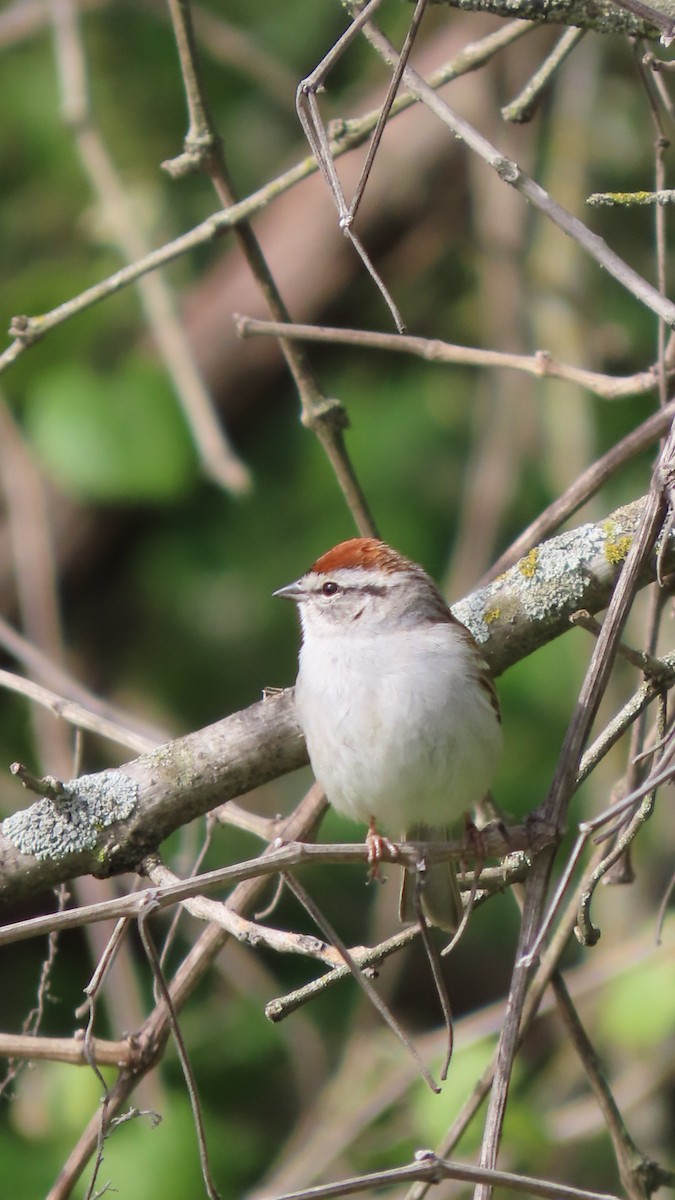 Chipping Sparrow - ML617821862