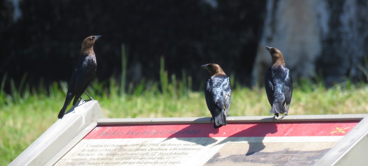 Brown-headed Cowbird - Scot Duncan