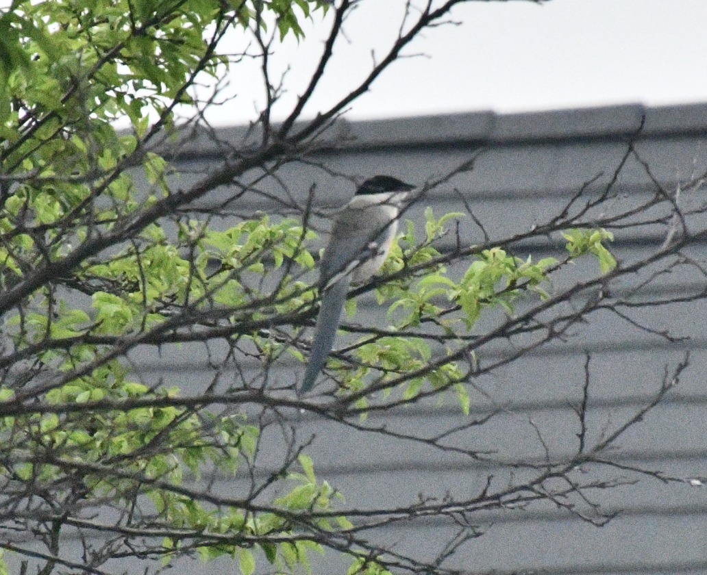 Цэнхэр шаазгай - ML617821874