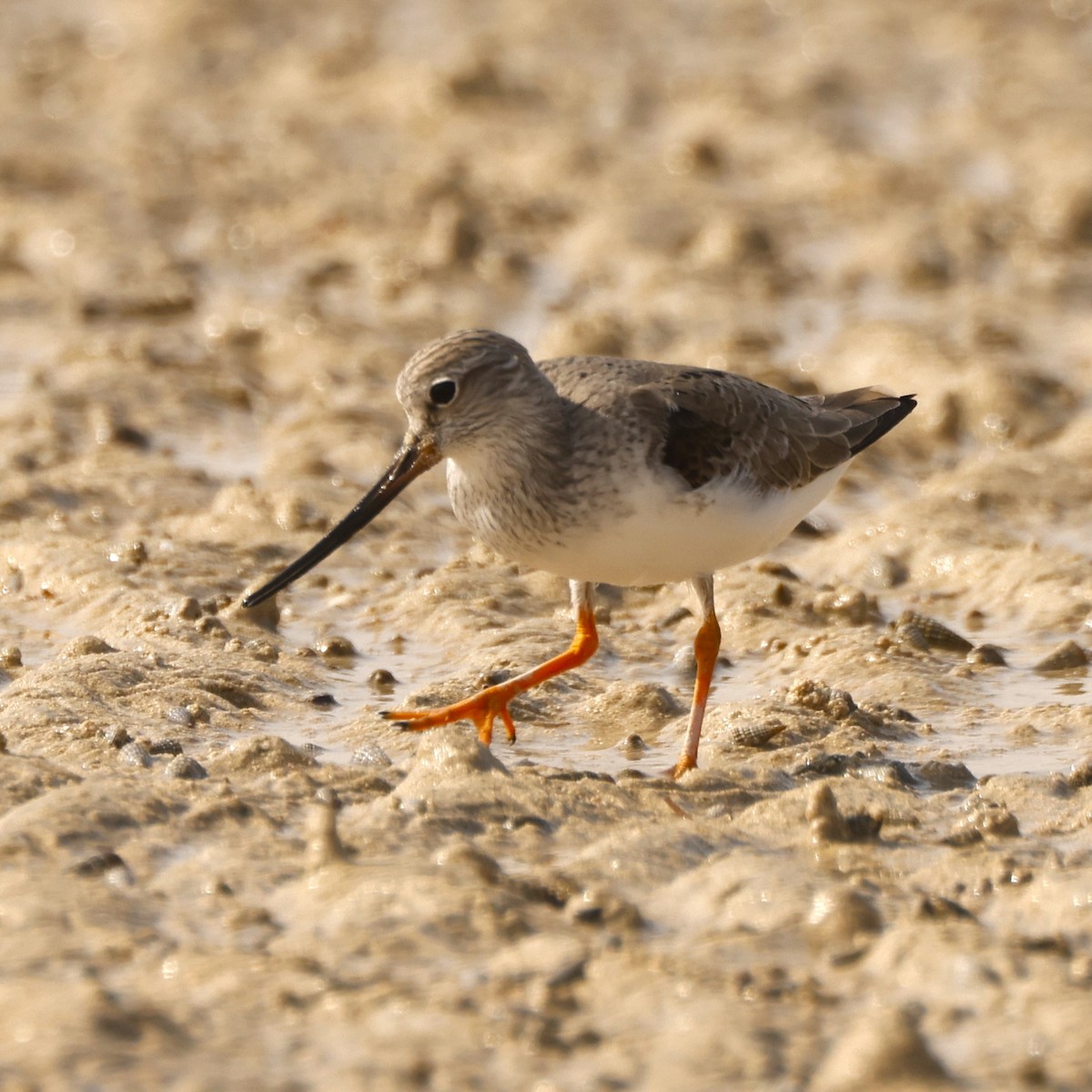 Terek Sandpiper - ML617821877