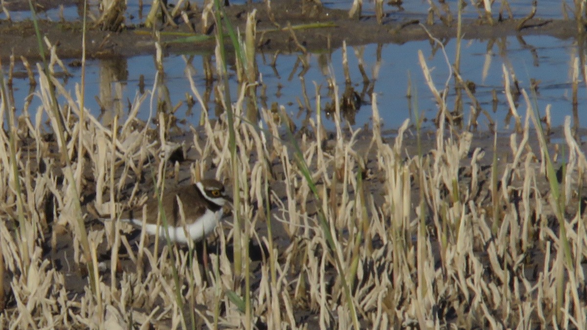 Little Ringed Plover - ML617821884