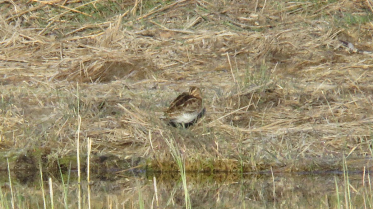 Common Snipe - ML617821899