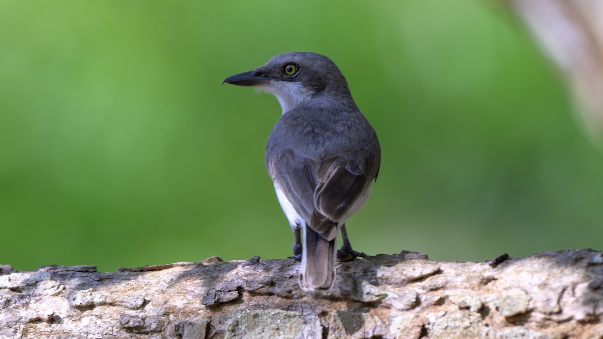 Sri Lanka Woodshrike - Shashika Bandara