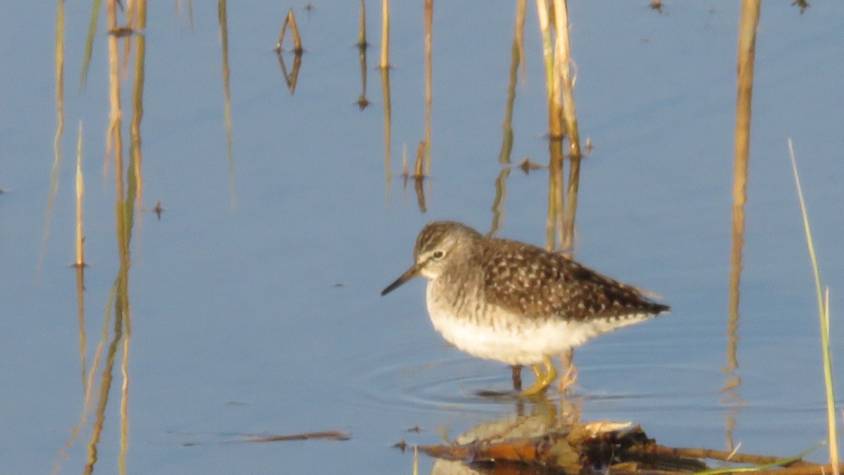 Wood Sandpiper - Felipe Rosado Romero