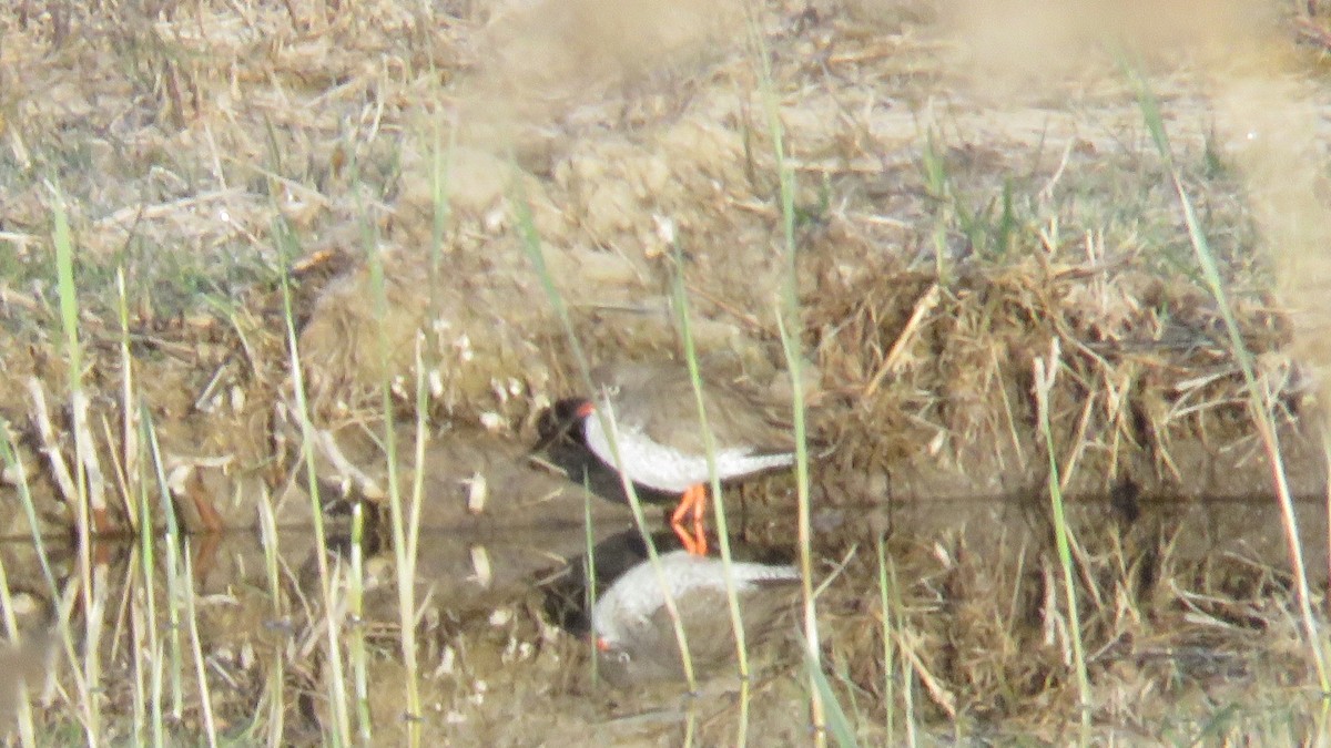 Common Redshank - ML617821925