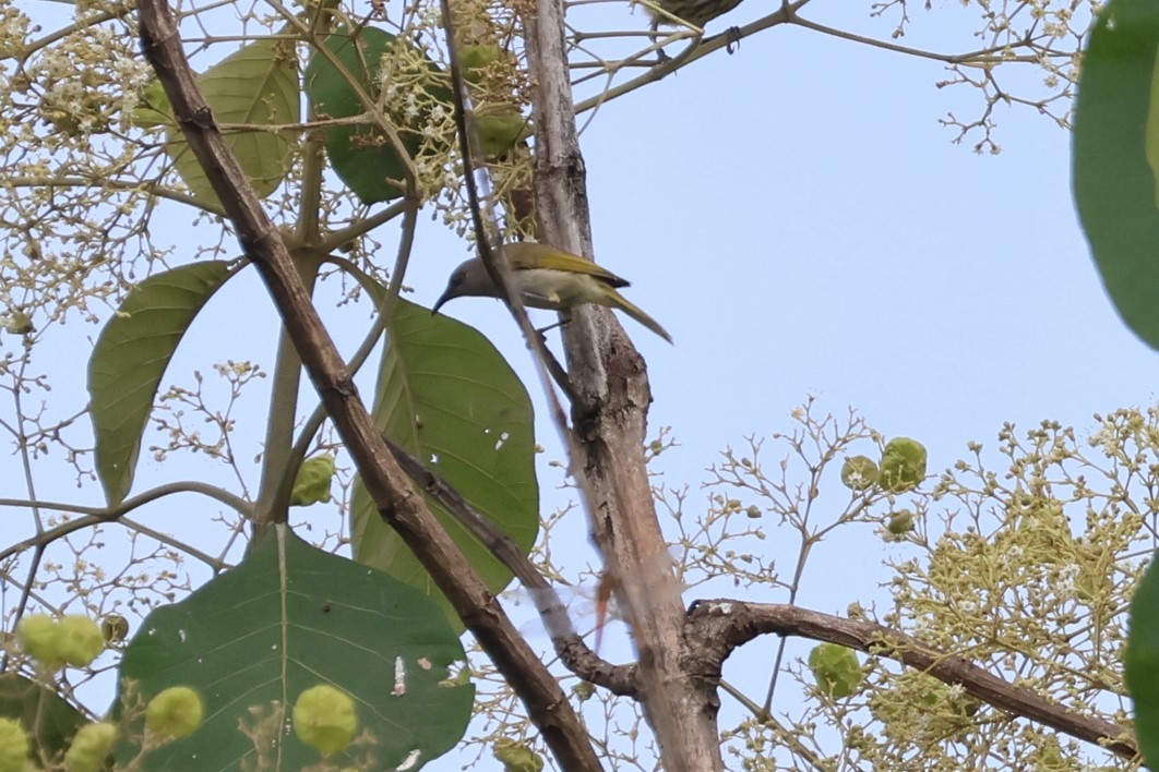 Brown Honeyeater - ML617821930