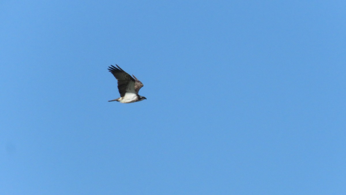 Osprey - Felipe Rosado Romero