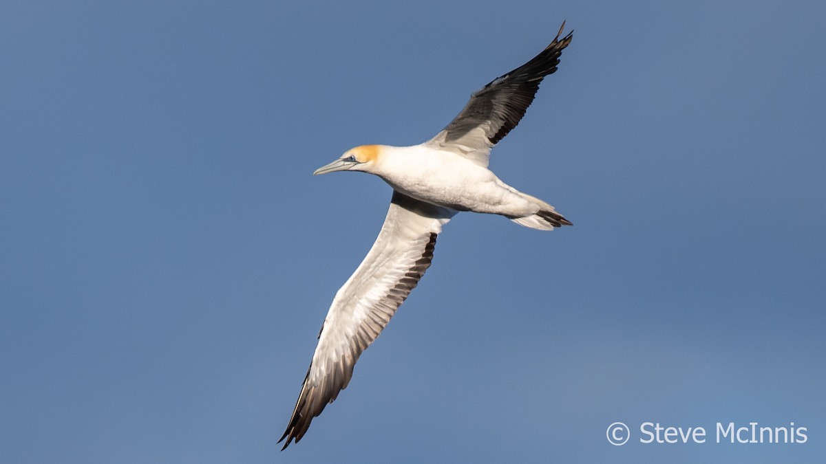 Australasian Gannet - ML617821942