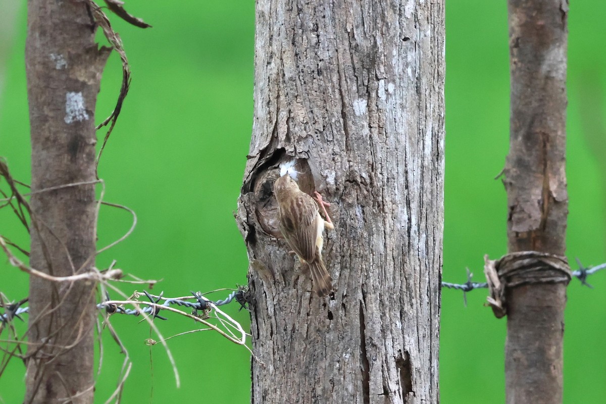 Zitting Cisticola - ML617821954