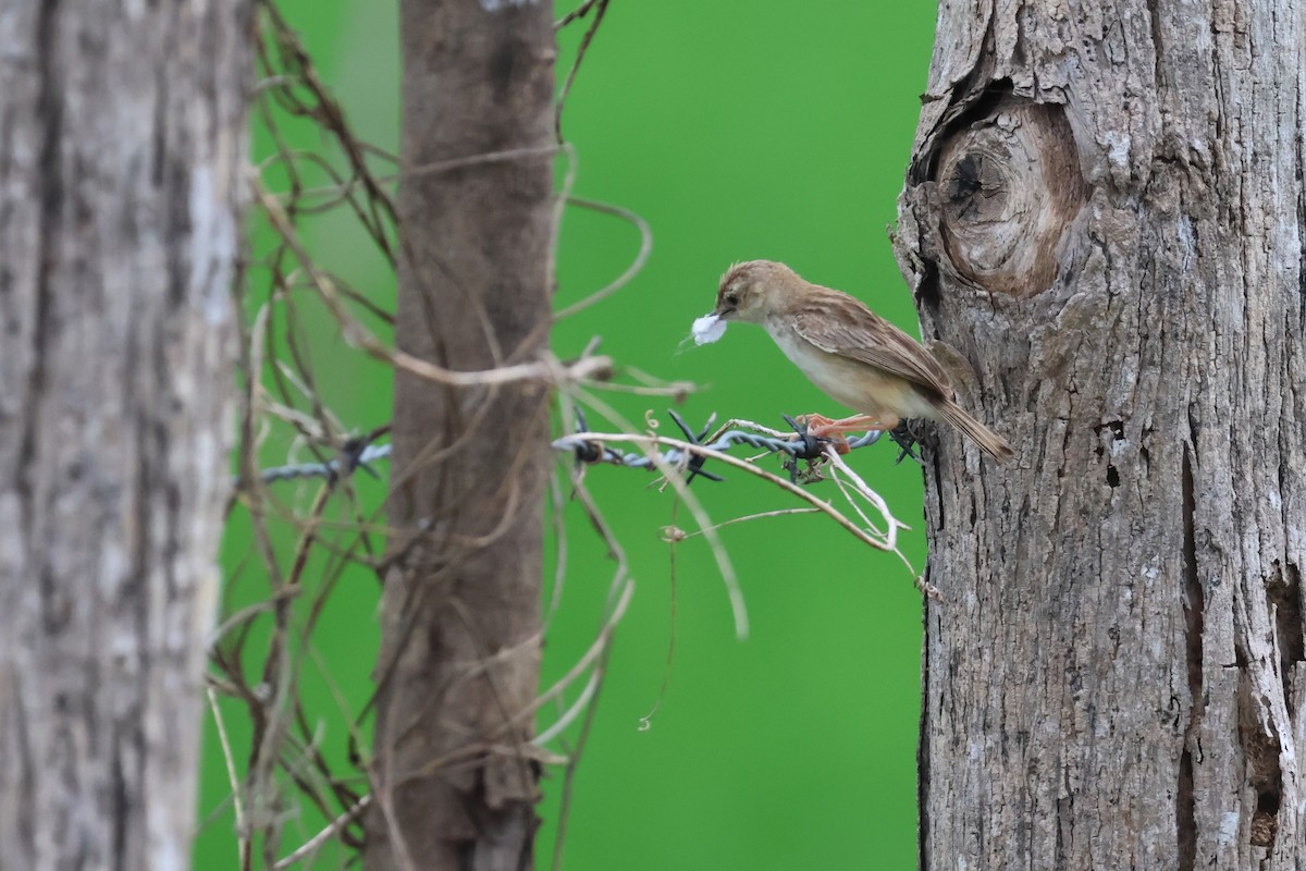 Zitting Cisticola - ML617821956