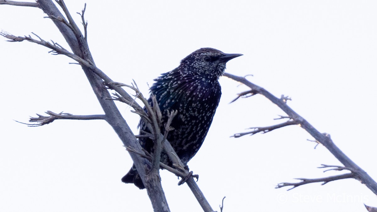 European Starling - ML617821958