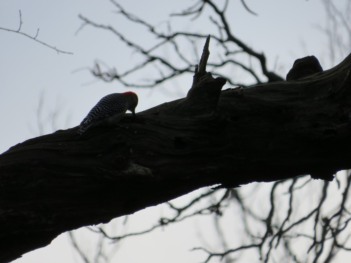 Red-bellied Woodpecker - ML617821990