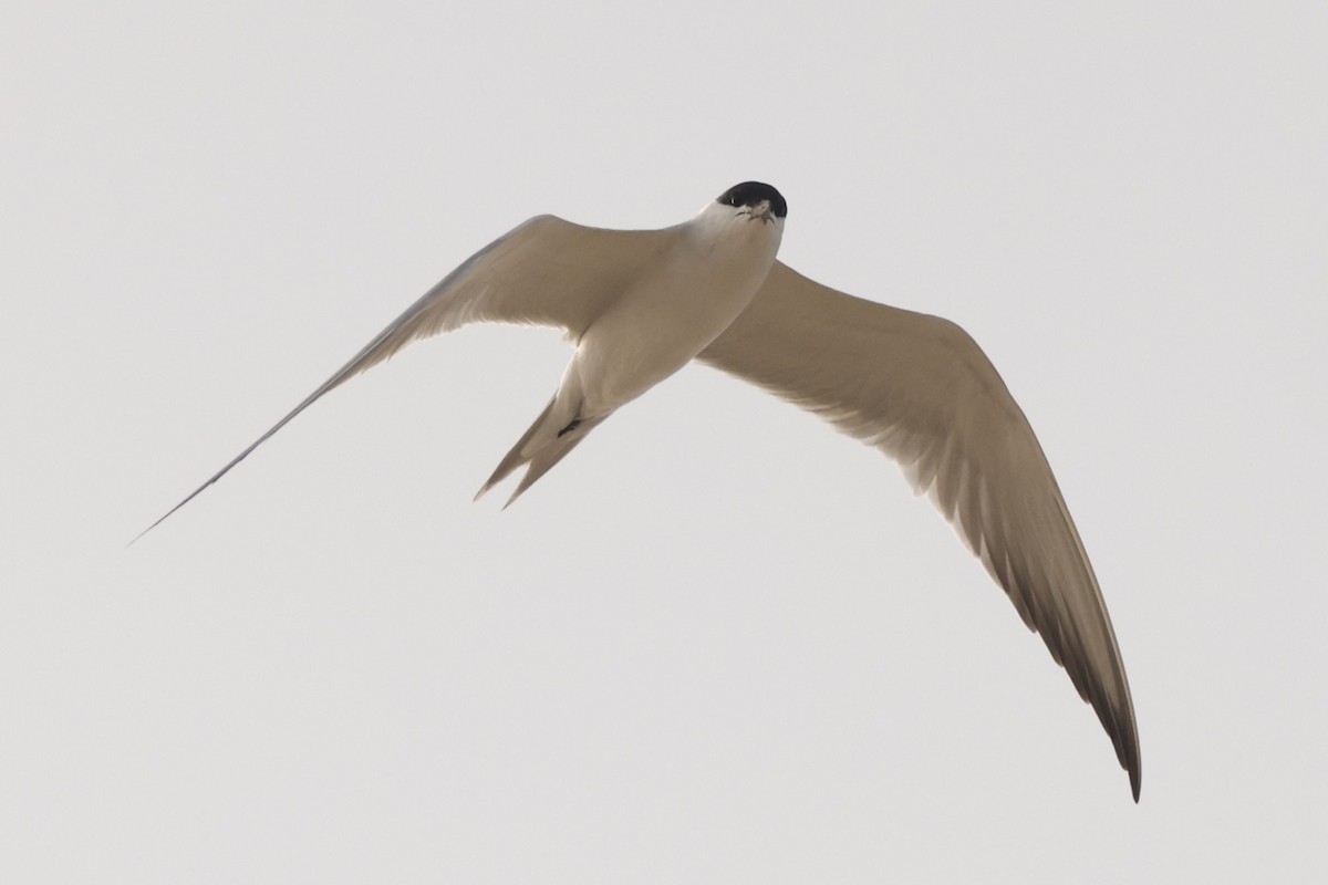 Gull-billed Tern - ML617821997