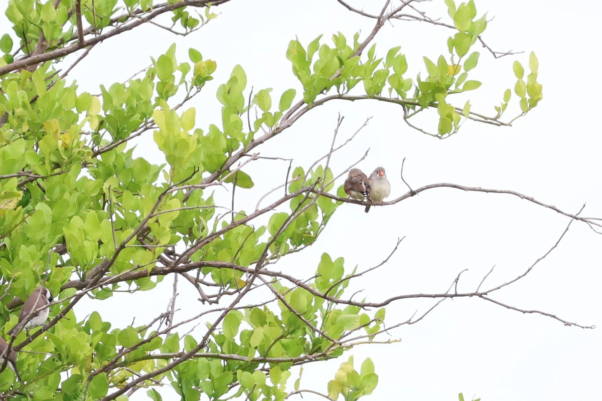 Zebra Finch - 瑞珍 楊