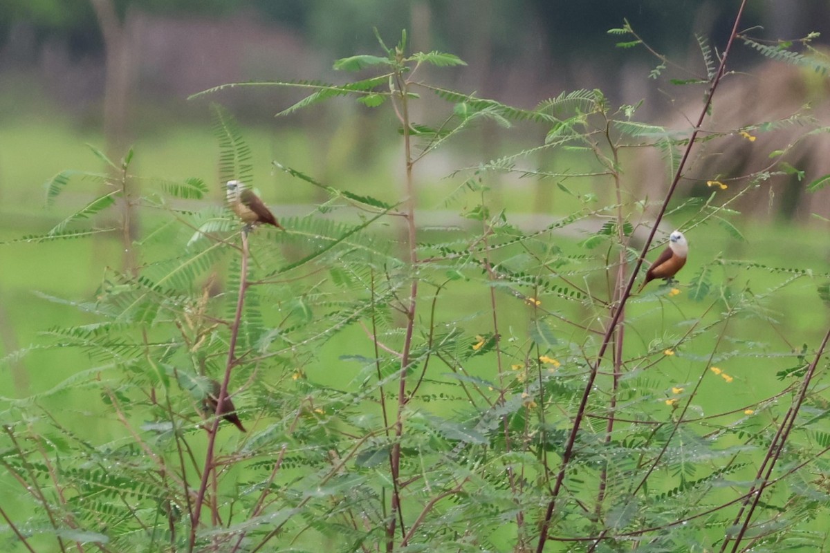 Pale-headed Munia - ML617822004