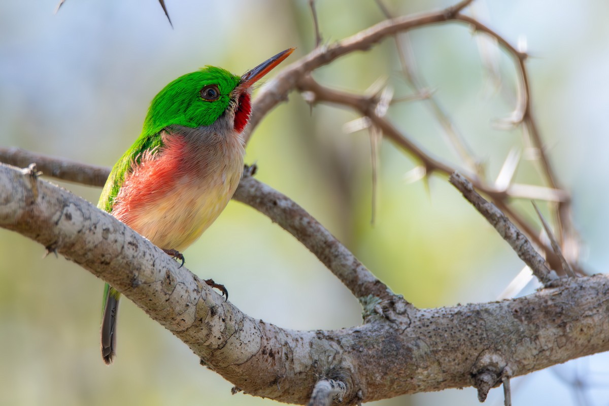 Broad-billed Tody - ML617822007